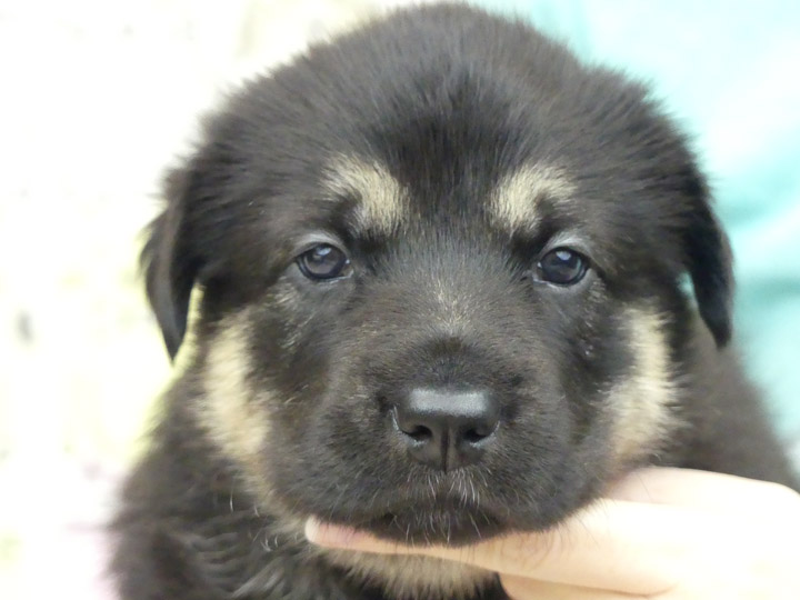 chinook puppy